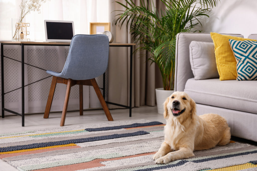 We Provide HVAC Maintenance for Pet Owners We Provide HVAC Maintenance for Pet Owners